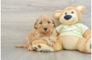 Mini Goldendoodle Pup Being Cute