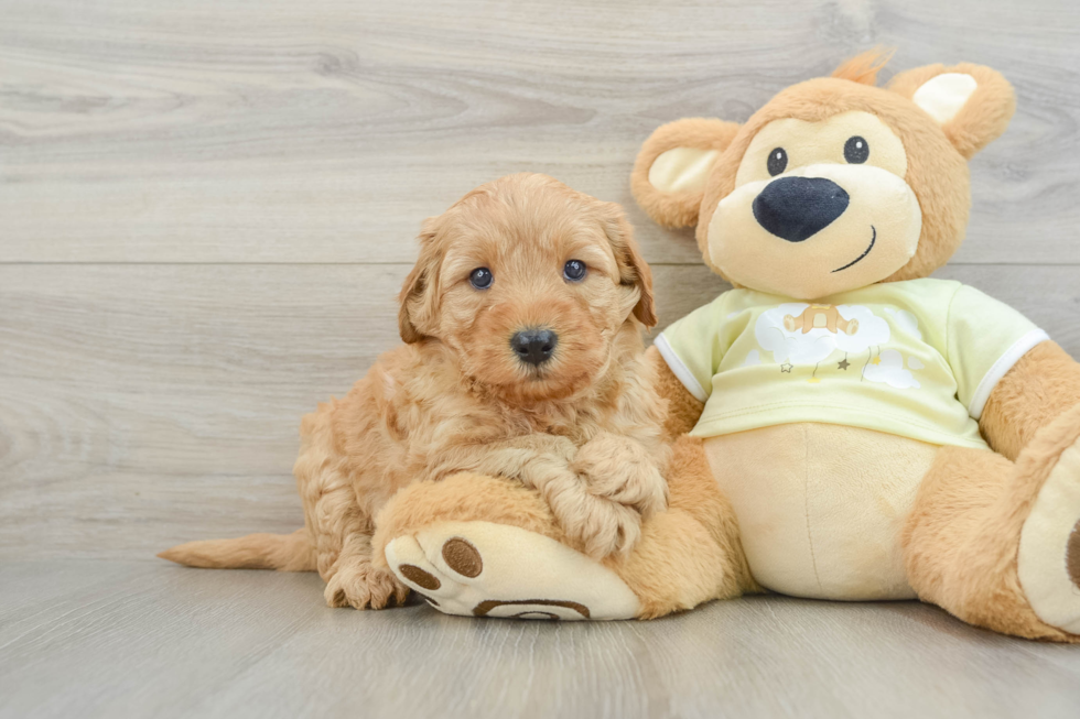 Mini Goldendoodle Pup Being Cute