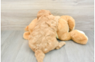 Adorable Golden Retriever Poodle Mix Poodle Mix Puppy