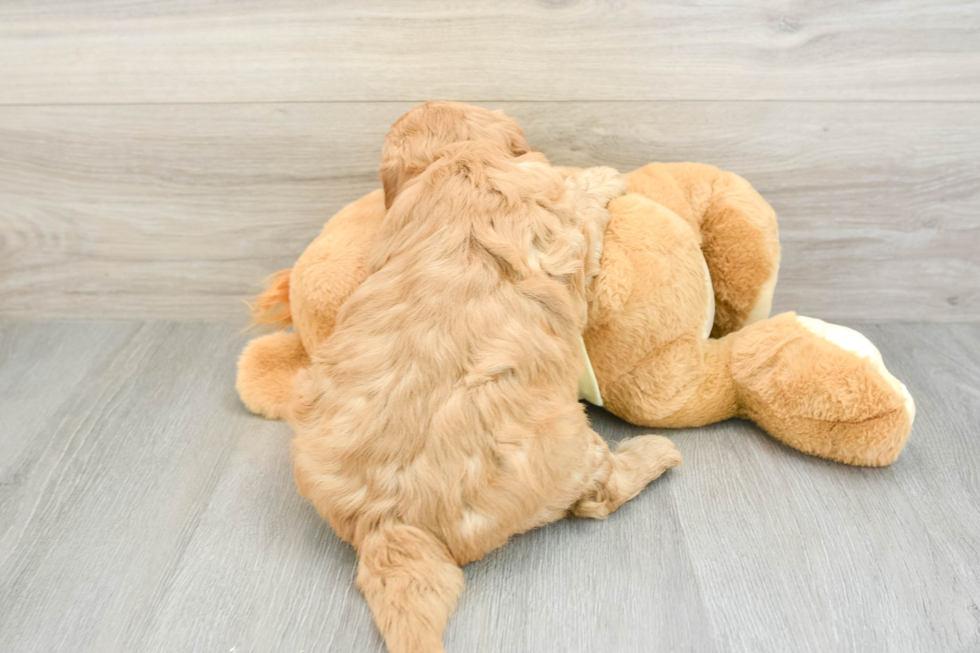Adorable Golden Retriever Poodle Mix Poodle Mix Puppy