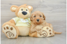 Best Mini Goldendoodle Baby