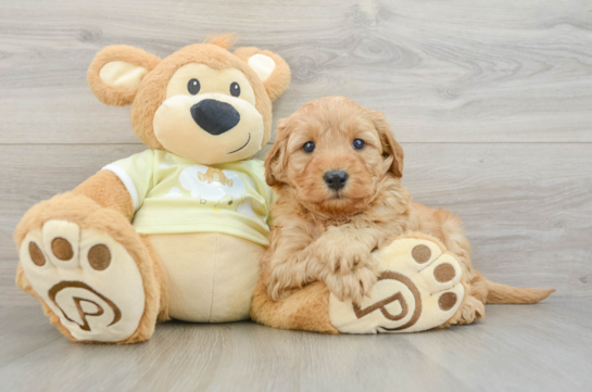 Best Mini Goldendoodle Baby