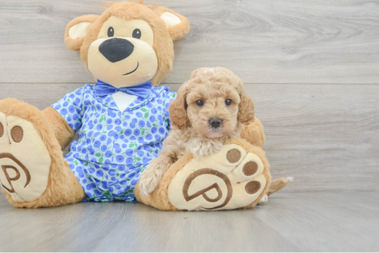 Little Mini Goldenpoo Poodle Mix Puppy