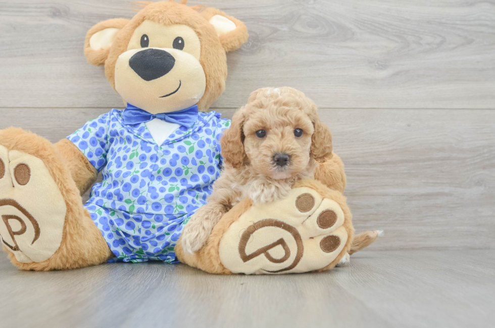 5 week old Mini Goldendoodle Puppy For Sale - Premier Pups