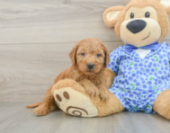 8 week old Mini Goldendoodle Puppy For Sale - Premier Pups