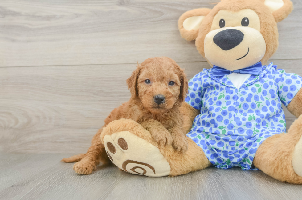 5 week old Mini Goldendoodle Puppy For Sale - Premier Pups