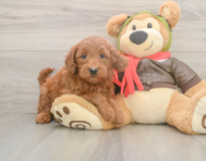 5 week old Mini Goldendoodle Puppy For Sale - Premier Pups