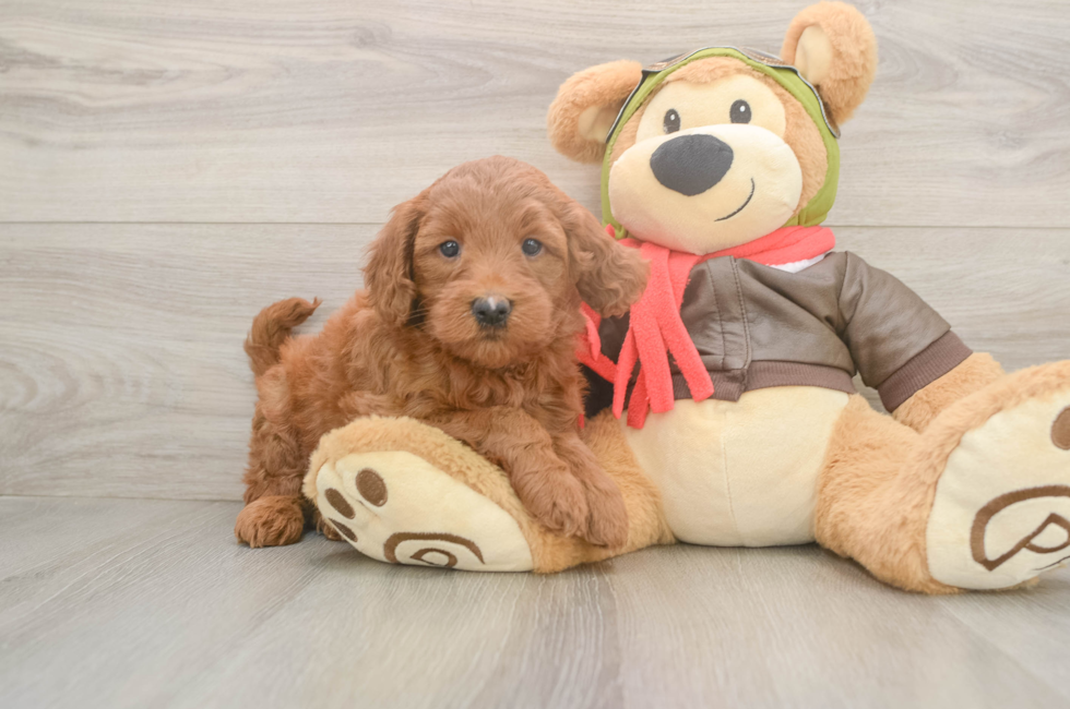 5 week old Mini Goldendoodle Puppy For Sale - Premier Pups