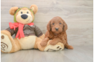 Mini Goldendoodle Puppy for Adoption