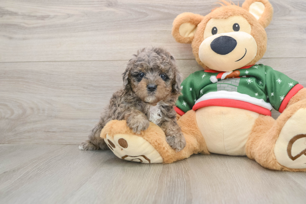 Energetic Golden Doodle Poodle Mix Puppy
