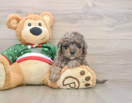 5 week old Mini Goldendoodle Puppy For Sale - Premier Pups