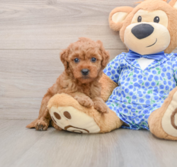 7 week old Mini Goldendoodle Puppy For Sale - Premier Pups