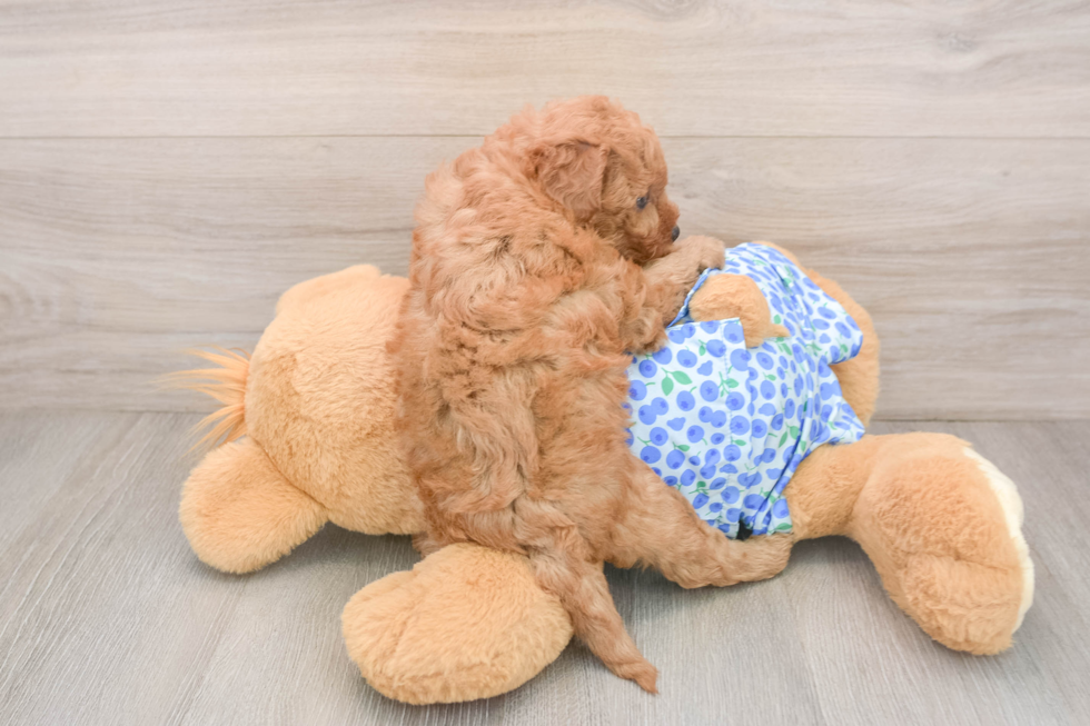 Hypoallergenic Mini Goldiepoo Poodle Mix Puppy