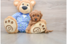 Friendly Mini Goldendoodle Baby