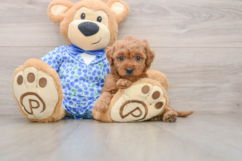 Friendly Mini Goldendoodle Baby