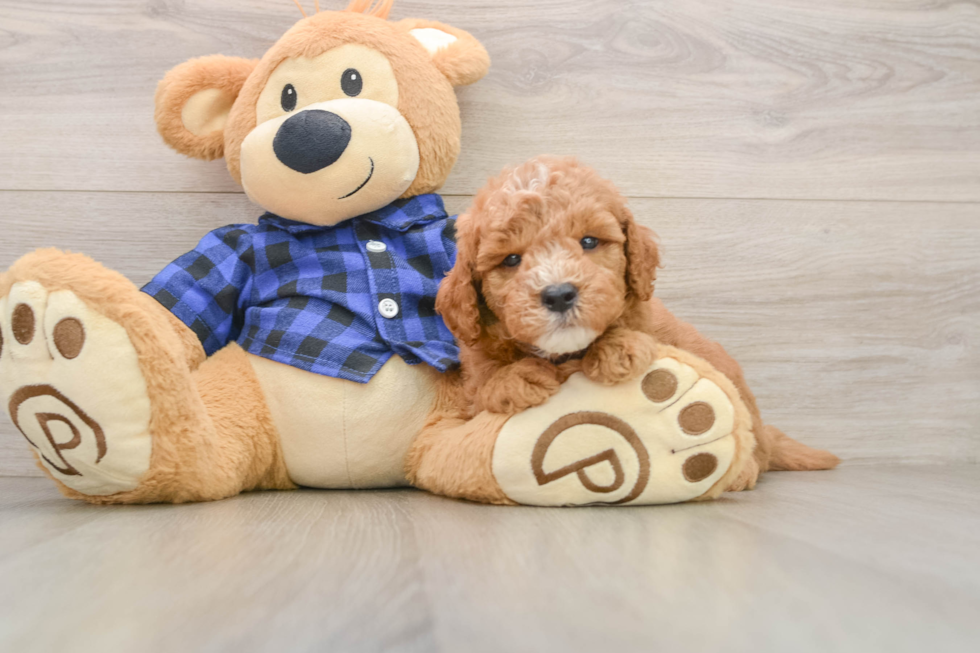 Fluffy Mini Goldendoodle Poodle Mix Pup