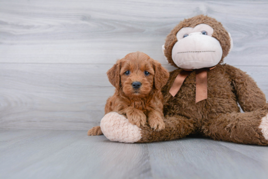 Happy Mini Goldendoodle Baby