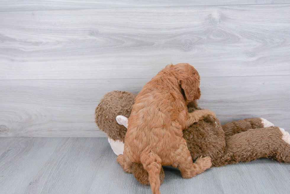 Sweet Mini Goldendoodle Baby