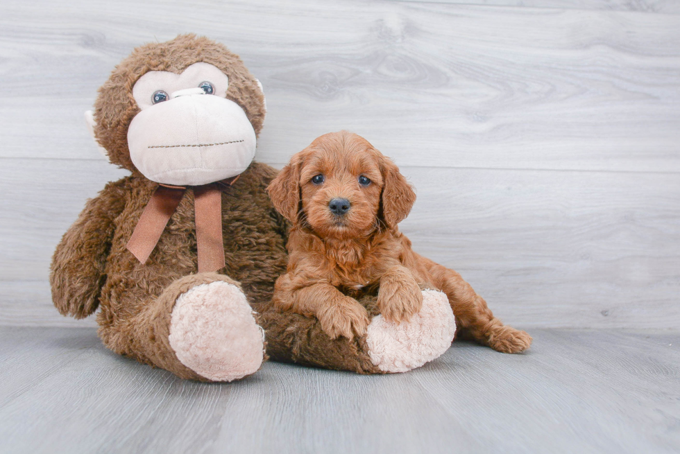 Petite Mini Goldendoodle Poodle Mix Pup