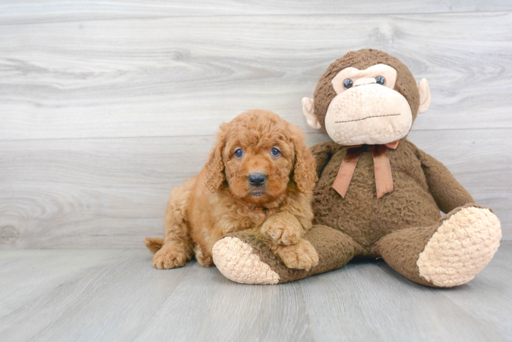 Happy Mini Goldendoodle Baby