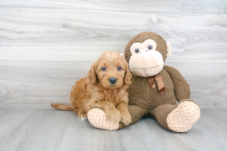 Best Mini Goldendoodle Baby