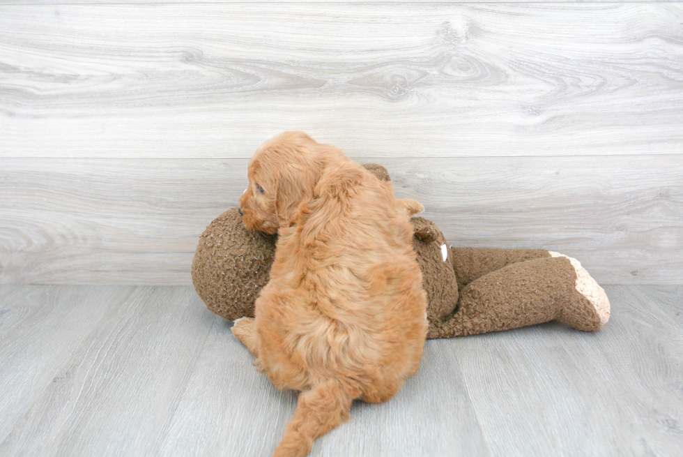 Sweet Mini Goldendoodle Baby