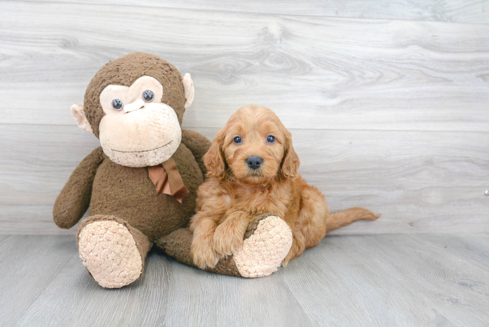 Fluffy Mini Goldendoodle Poodle Mix Pup