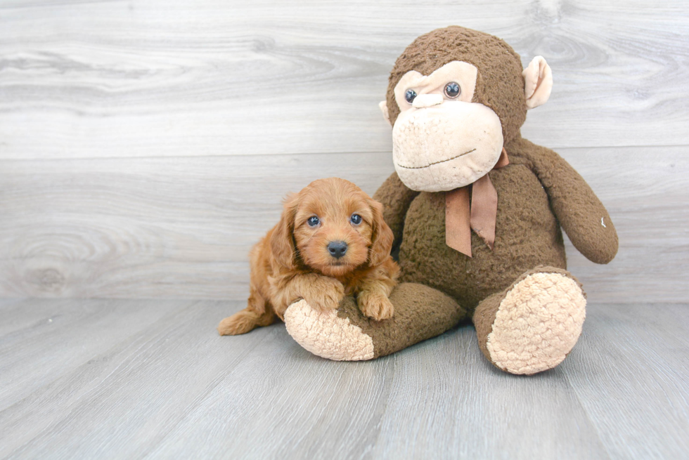 Mini Goldendoodle Puppy for Adoption