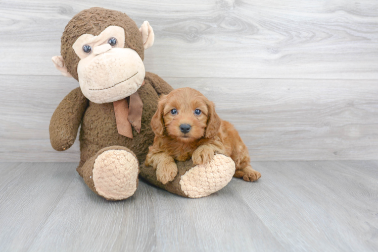 Friendly Mini Goldendoodle Baby