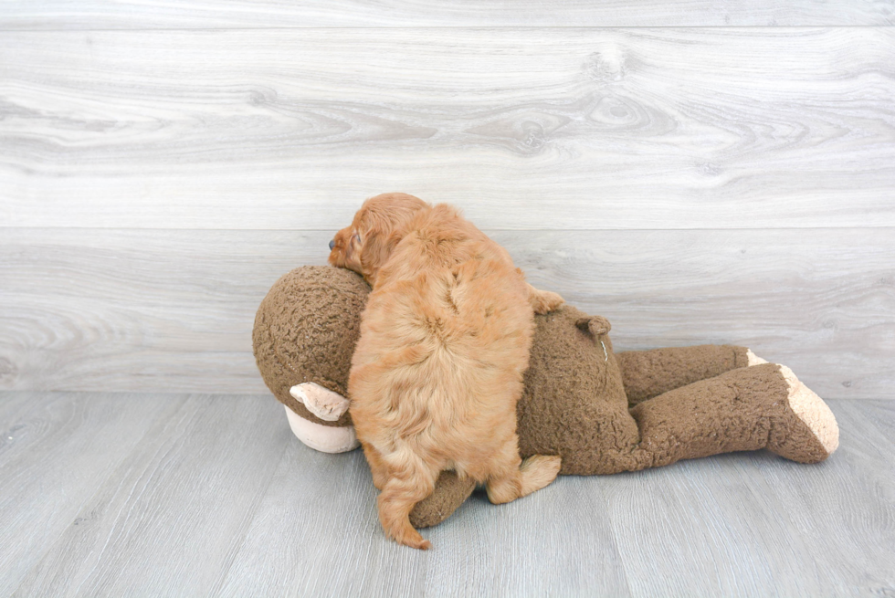 Best Mini Goldendoodle Baby