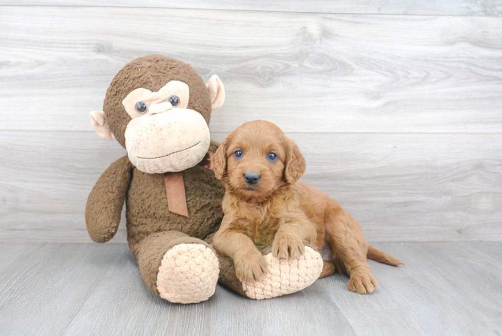 Hypoallergenic Golden Retriever Poodle Mix Puppy