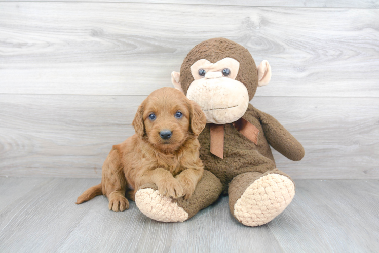 Mini Goldendoodle Pup Being Cute