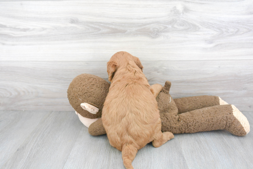 Best Mini Goldendoodle Baby