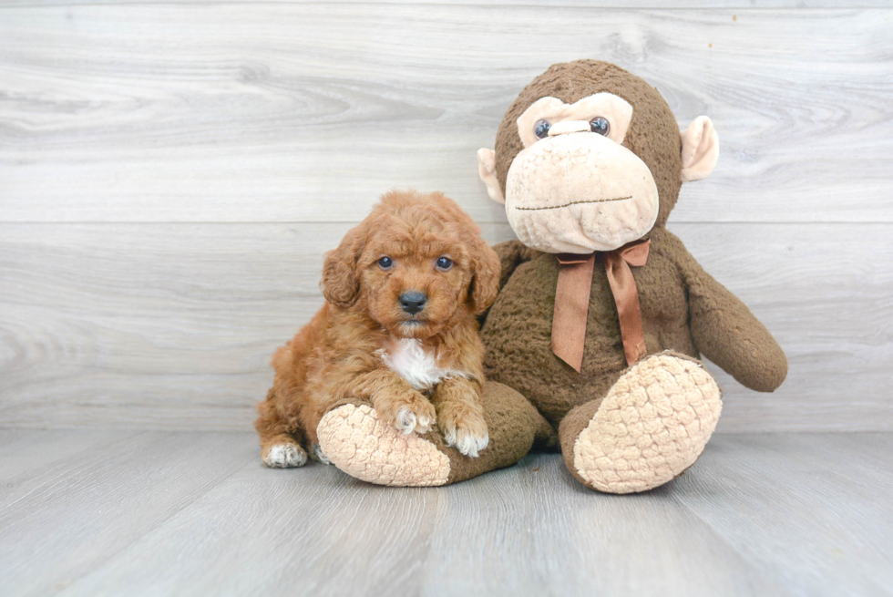 Smart Mini Goldendoodle Poodle Mix Pup