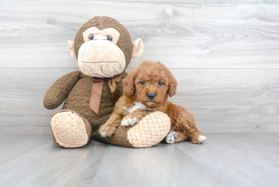 Small Mini Goldendoodle Baby