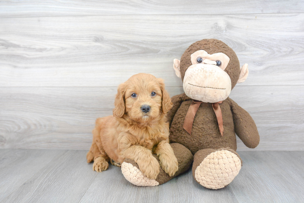 Best Mini Goldendoodle Baby