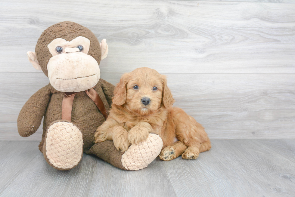 Hypoallergenic Golden Retriever Poodle Mix Puppy