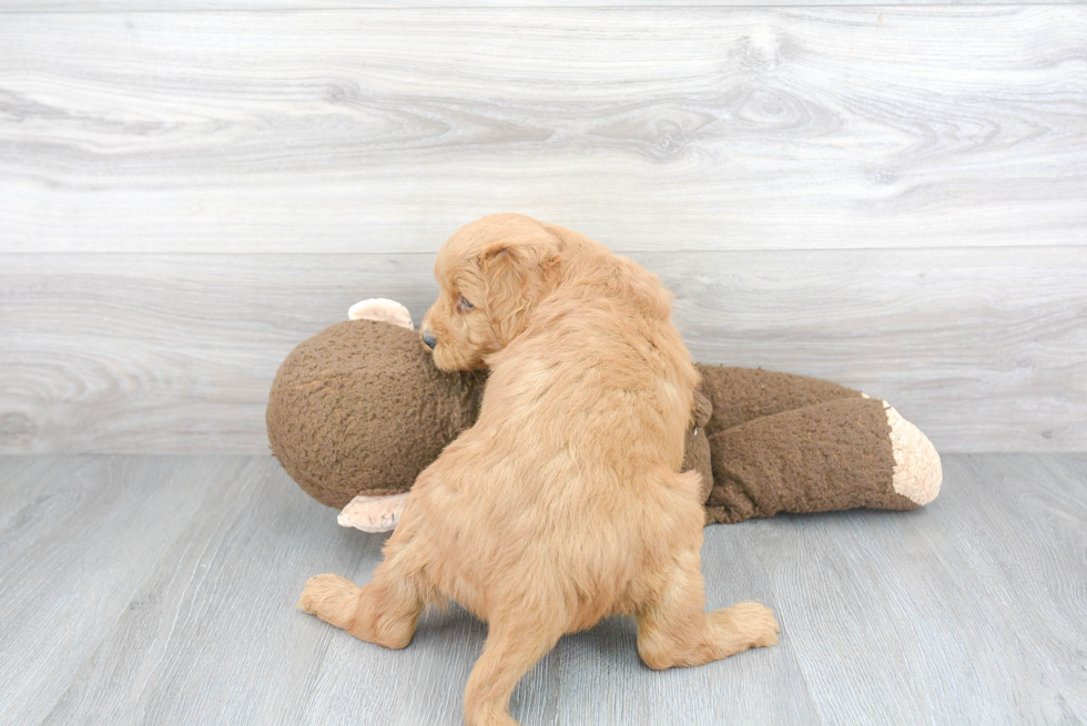 Mini Goldendoodle Pup Being Cute