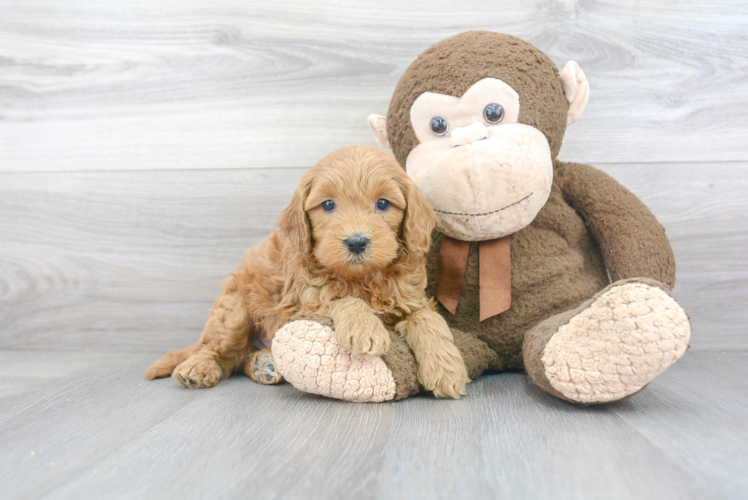 Petite Mini Goldendoodle Poodle Mix Pup