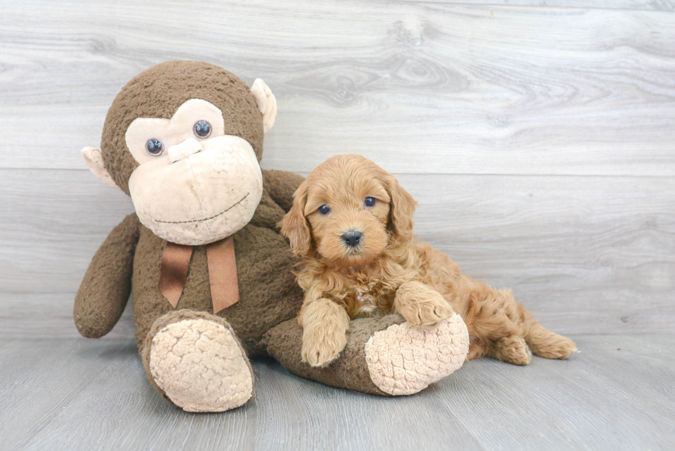 Friendly Mini Goldendoodle Baby