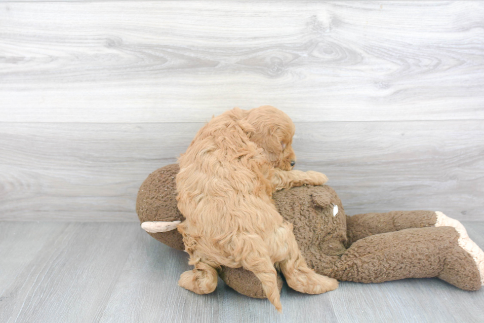 Best Mini Goldendoodle Baby