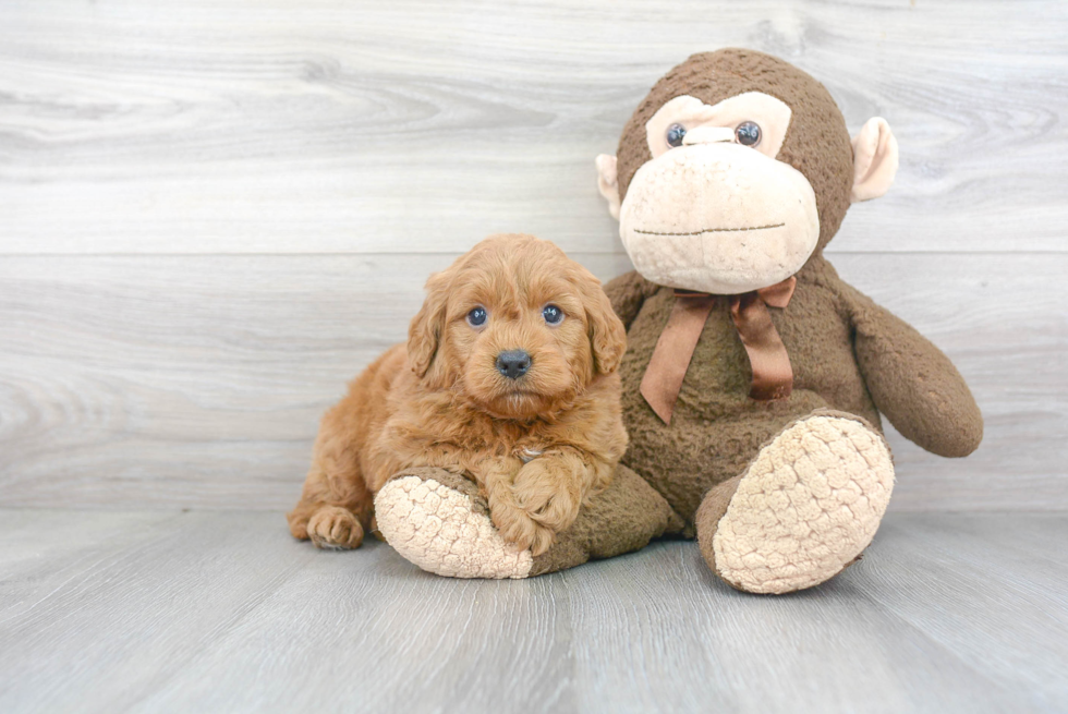 Mini Goldendoodle Puppy for Adoption