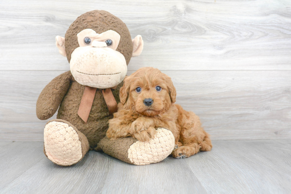 Best Mini Goldendoodle Baby