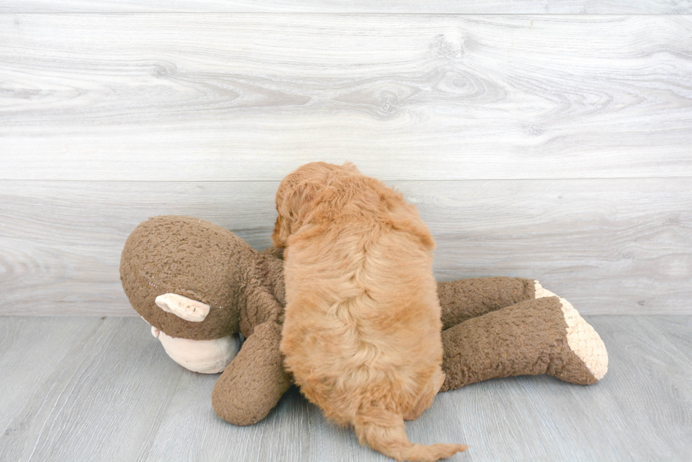 Best Mini Goldendoodle Baby