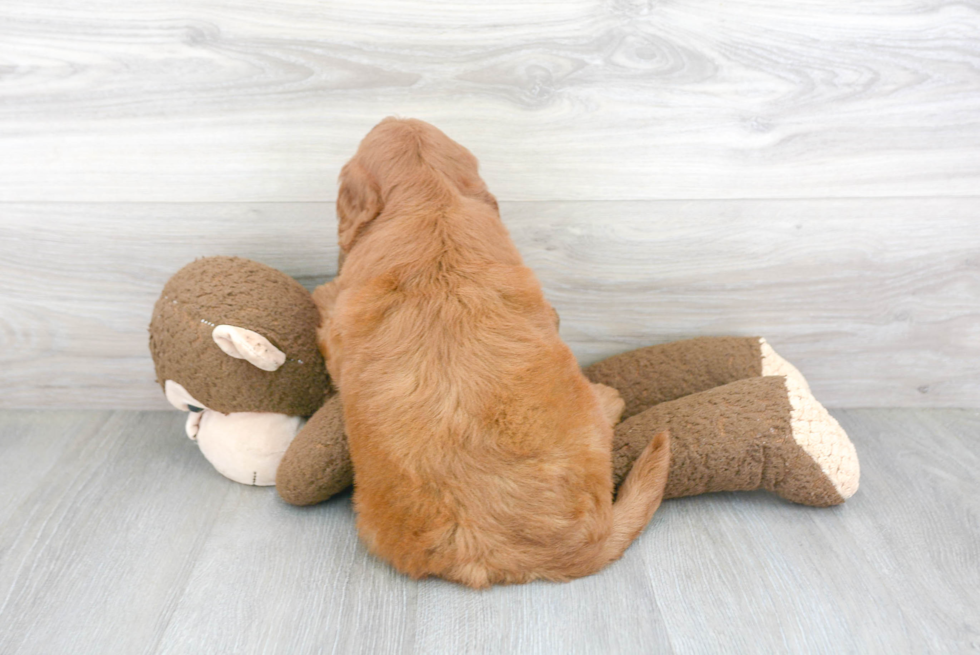 Mini Goldendoodle Puppy for Adoption