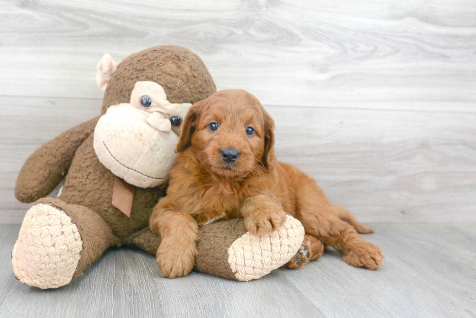 Happy Mini Goldendoodle Baby