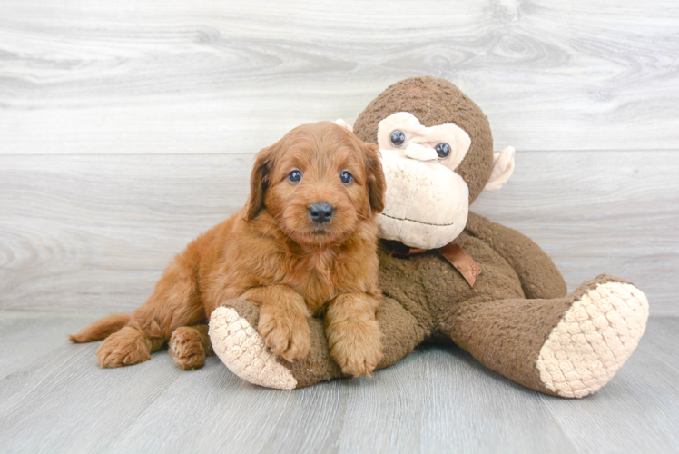 Mini Goldendoodle Puppy for Adoption