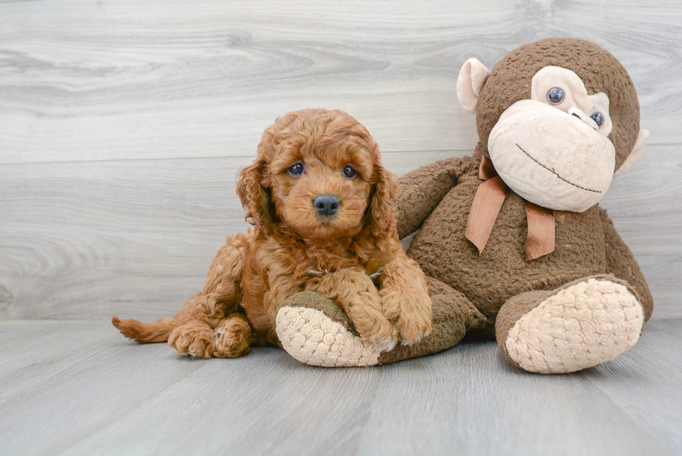 Mini Goldendoodle Pup Being Cute