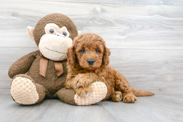 Mini Goldendoodle Puppy for Adoption