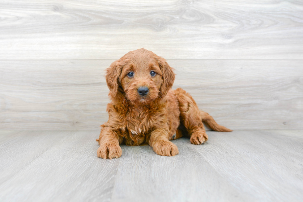 Mini Goldendoodle Puppy for Adoption